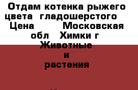 Отдам котенка рыжего цвета.,гладошерстого. › Цена ­ 10 - Московская обл., Химки г. Животные и растения » Кошки   . Московская обл.